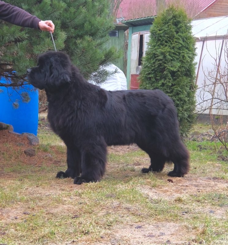 Фотография № 235302