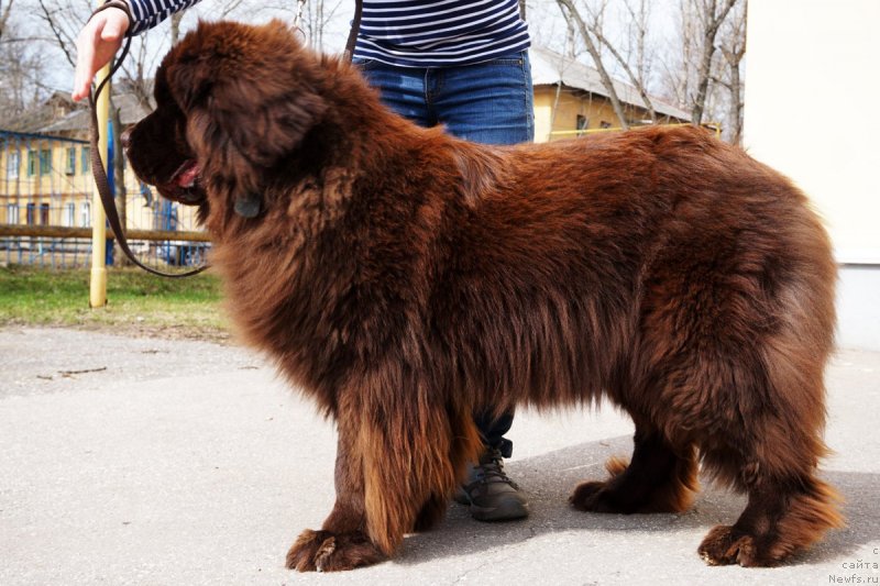 Фото: ньюфаундленд Браунблад МСК Нэтти Мэй
