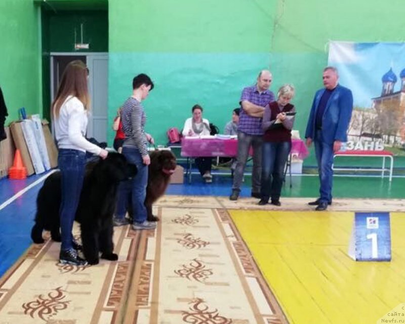 Фото: ньюфаундленд Браунблад МСК Нэтти Мэй