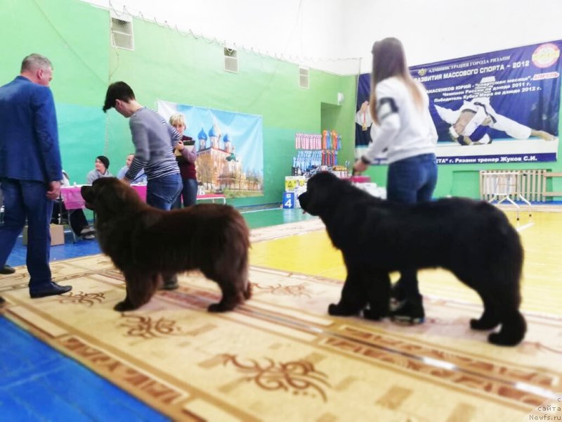 Фото: ньюфаундленд Браунблад МСК Нэтти Мэй