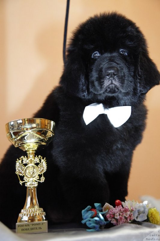 Фото: ньюфаундленд Перл оф Сиа Дипс Жизель