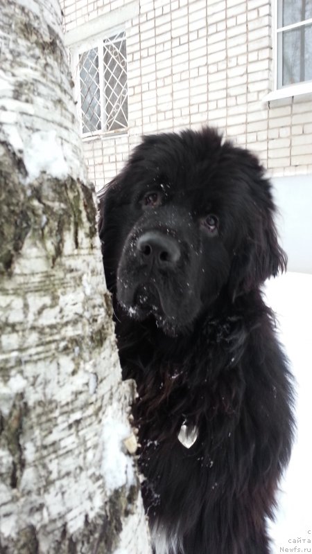 Фото: ньюфаундленд Кипер Соул Симба