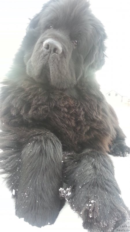 Фото: ньюфаундленд Кипер Соул Симба