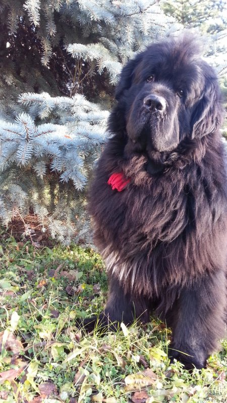 Фото: ньюфаундленд Кипер Соул Симба