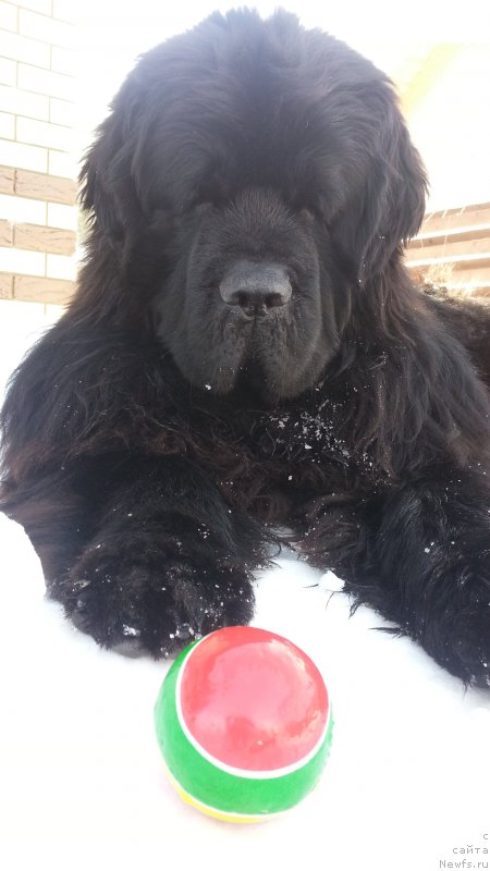 Фото: ньюфаундленд Кипер Соул Симба