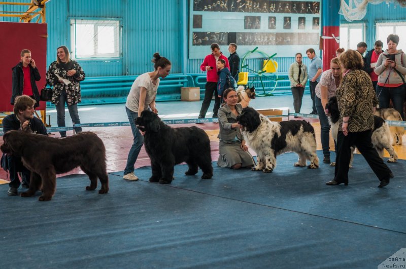 Фото: Ксения Наумова, Анна Мельзенинова, ньюфаундленд Супер Премиум Ностальджи, ньюфаундленд Флюфи Аваланч Цивилизация (Fluffy Avalanche Civilization), ньюфаундленд Флюфи Аваланч Цаца