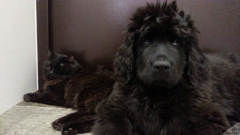 Фото: ньюфаундленд Любезная Нежная Лаура (Lyubeznaya Nezhnaya Laura)