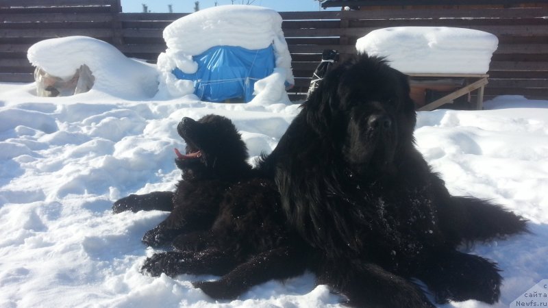 Фото: ньюфаундленд Кипер Соул Симба, ньюфаундленд Любезная Нежная Лаура (Lyubeznaya Nezhnaya Laura)