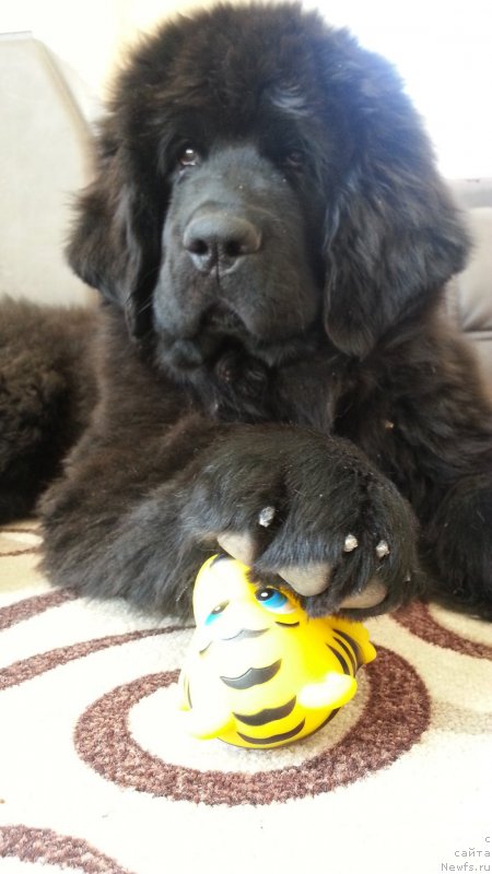 Фото: ньюфаундленд Лаской Согревающая Лаика (Laskoy Sogrevayuschaya Laika)