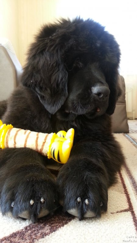Фото: ньюфаундленд Лаской Согревающая Лаика (Laskoy Sogrevayuschaya Laika)