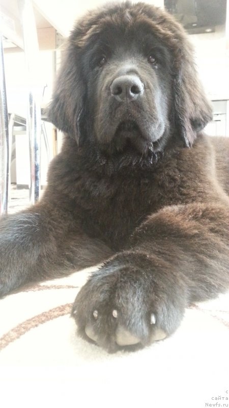 Фото: ньюфаундленд Любезная Нежная Лаура (Lyubeznaya Nezhnaya Laura)