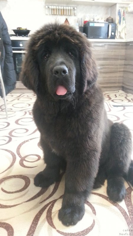 Фото: ньюфаундленд Любезная Нежная Лаура (Lyubeznaya Nezhnaya Laura)