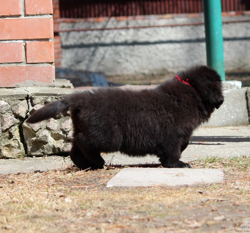 Фото: ньюфаундленд Супер Премиум Ярослава