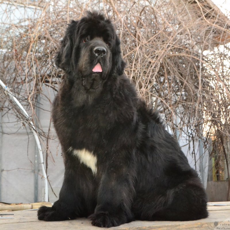 Фото: ньюфаундленд Талисман Моря Ла-Валетта