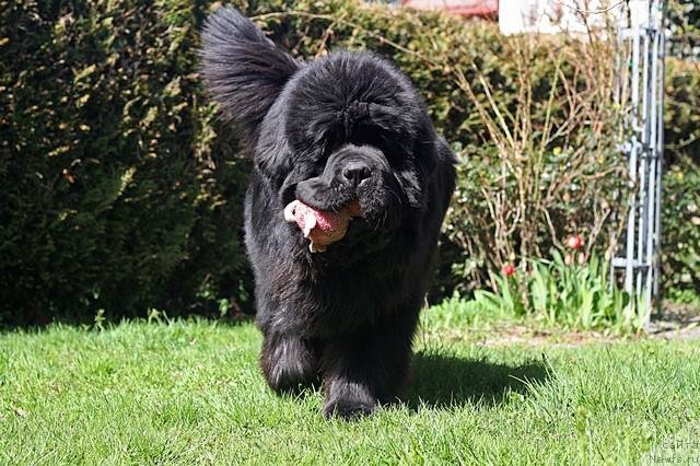 Фото: ньюфаундленд El Perro Askado