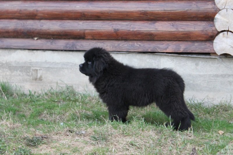 Фотография № 235387