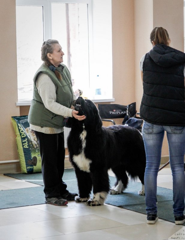 Фото: ньюфаундленд Супер Бизон Тадж-Махал