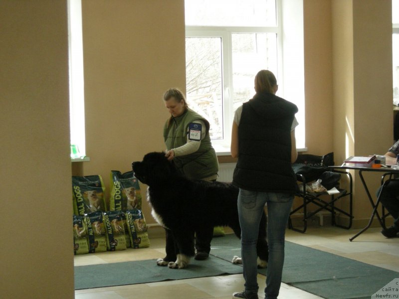 Фото: ньюфаундленд Супер Бизон Тадж-Махал