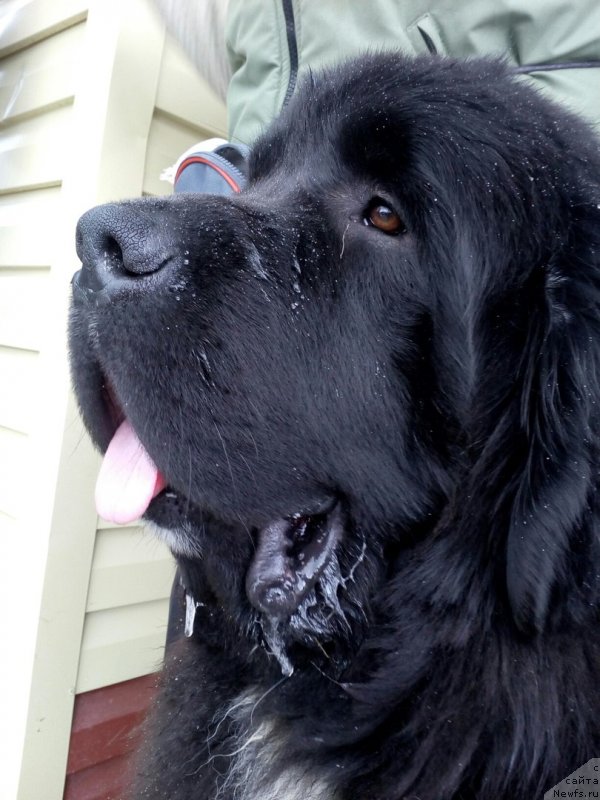 Фото: ньюфаундленд Супер Бизон Тадж-Махал