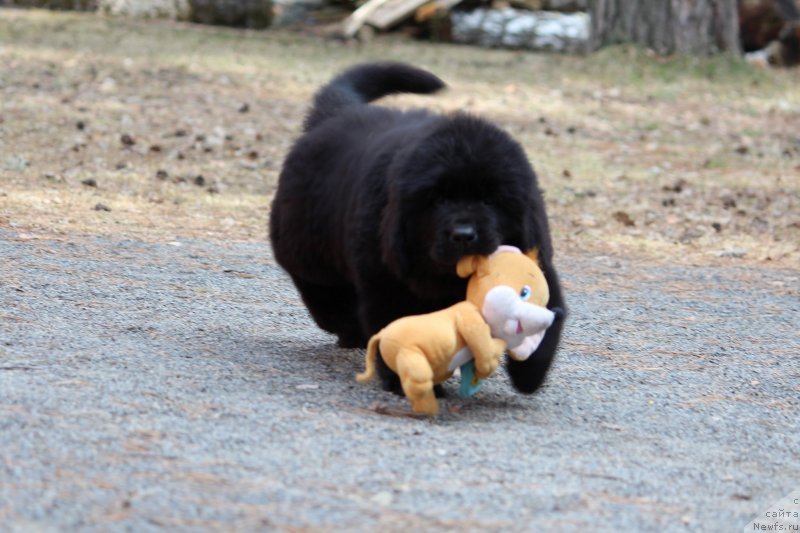 Фото: ньюфаундленд Супер Премиум Яшата но Ороти