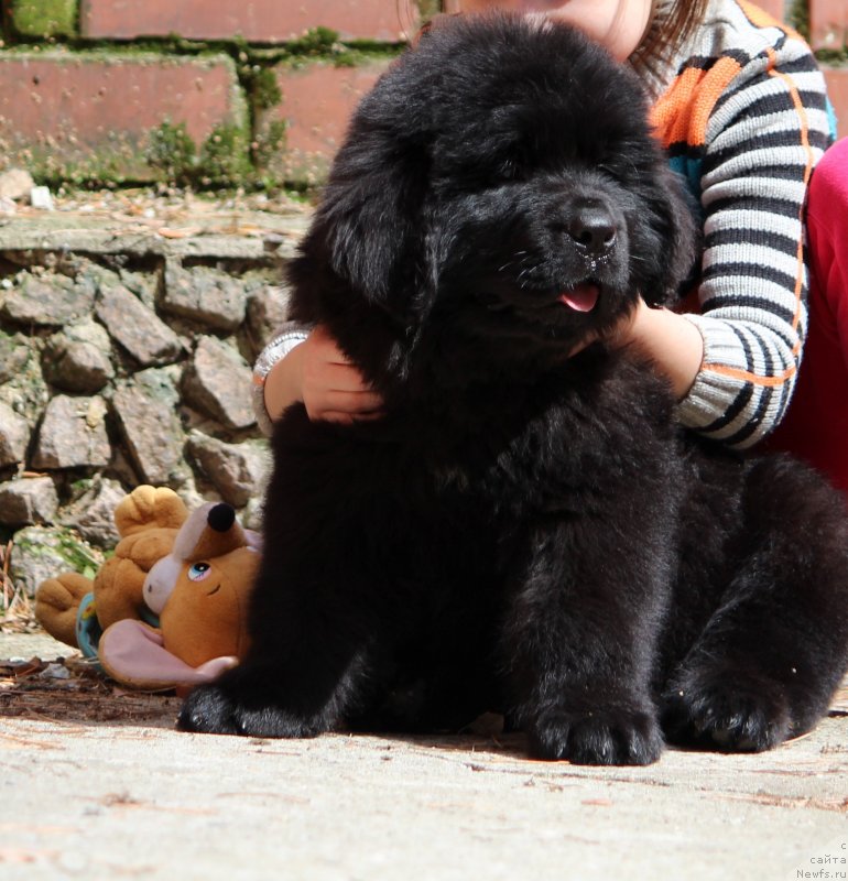 Фото: ньюфаундленд Супер Премиум Яшата но Ороти