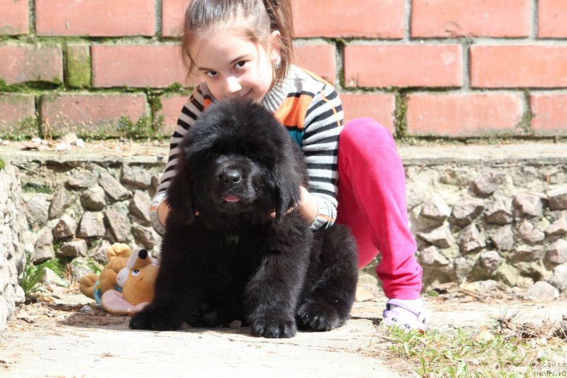 Фото: ньюфаундленд Супер Премиум Яшата но Ороти