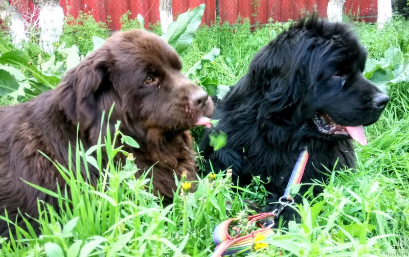 Фото: ньюфаундленд Ньюфорт Дивная Диана