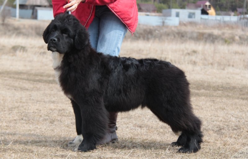 Фото: ньюфаундленд Аквиан Сонг Флаффи Спирит