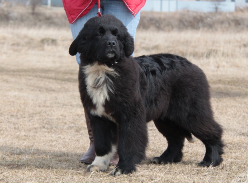 Фото: ньюфаундленд Аквиан Сонг Флаффи Спирит