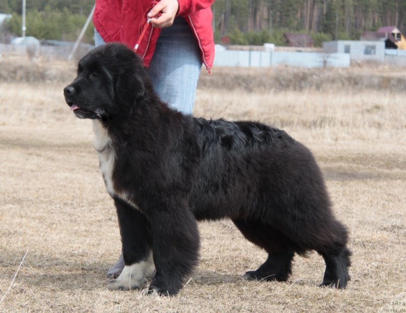 Фото: ньюфаундленд Аквиан Сонг Флаффи Спирит