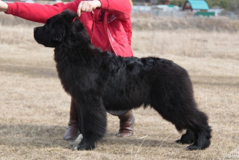 Фото: ньюфаундленд Аквиан Сонг Флаффи Спирит