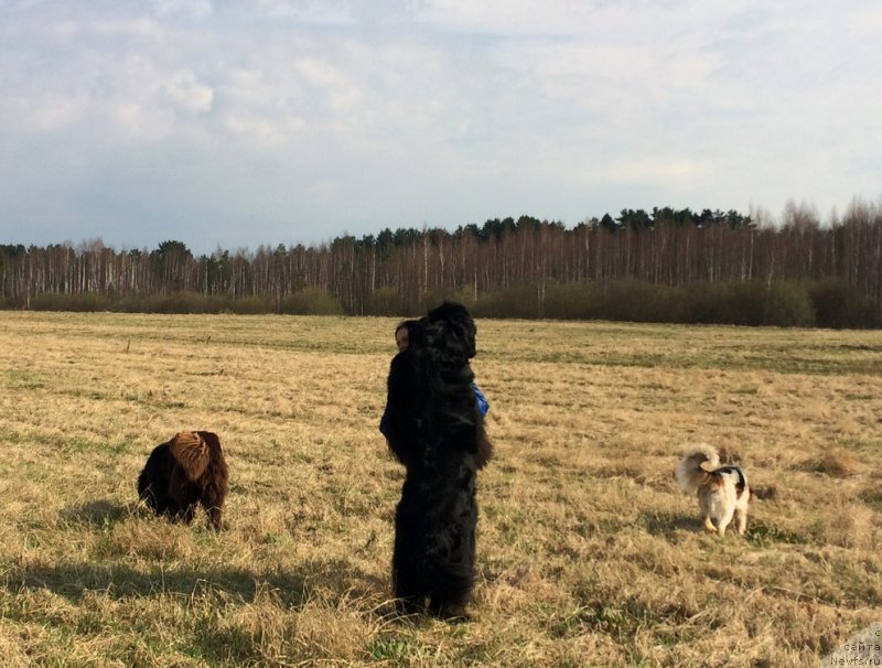 Фото: ньюфаундленд Черная Мафия Шорт анд Свеет (Chernaya Mafia Short and Sweet), ньюфаундленд Николь Голд Стар (Nikol Gold Star)