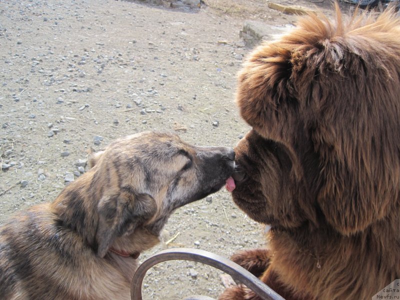 Фото: ньюфаундленд Браунблад МСК Велес Алистер (Brownblood MSK Veles Alister)