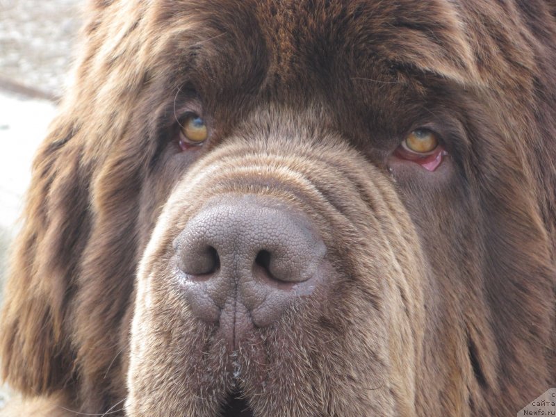 Фото: ньюфаундленд Браунблад МСК Велес Алистер (Brownblood MSK Veles Alister)