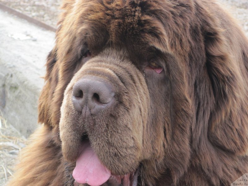 Фото: ньюфаундленд Браунблад МСК Велес Алистер (Brownblood MSK Veles Alister)