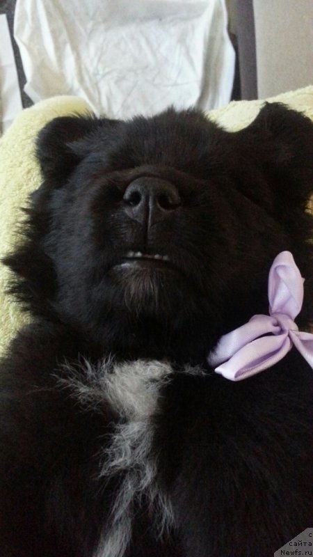 Фото: ньюфаундленд Лаской Согревающая Лаика (Laskoy Sogrevayuschaya Laika)
