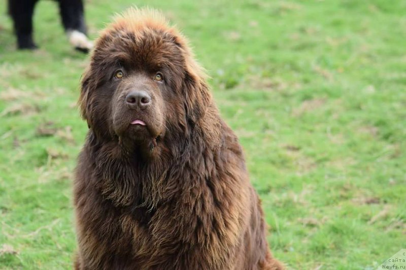 Фото: ньюфаундленд C'Нежная Вьюга Глоуинг Харт (S'Nezhnaya Vjuga Glowing Hart)