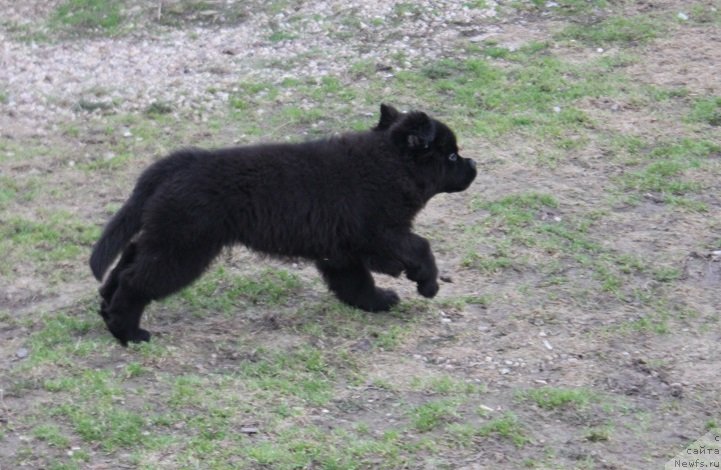 Фото: Терра Виктория Найт Дрим