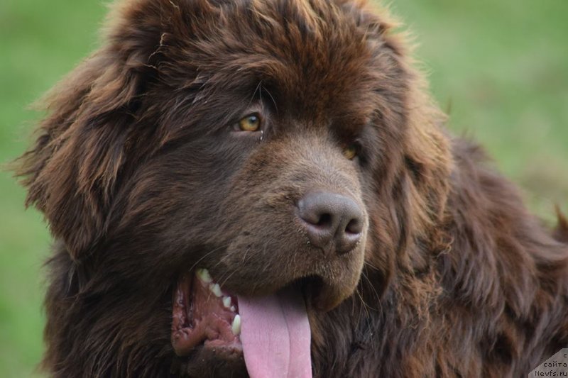 Фото: ньюфаундленд C'Нежная Вьюга Глоуинг Харт (S'Nezhnaya Vjuga Glowing Hart)