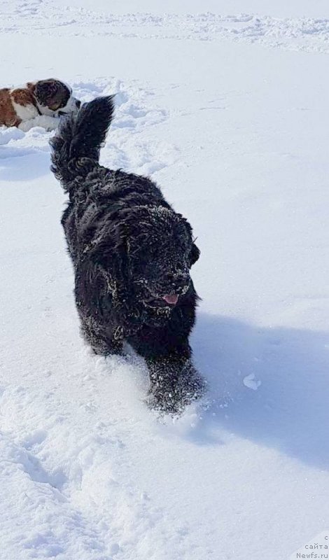 Фото: ньюфаундленд С'Нежная Вьюга Голден Пуриссима (S'Nezhnaya Vjuga Golden Purissima)