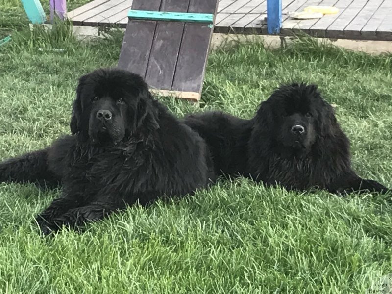 Фото: ньюфаундленд Акватория Келвин Навигатор (Aquatoriya Kelvin Navigator), ньюфаундленд Жемчужина Кубани Зира (Zhemchuzhina Kubani Zira)