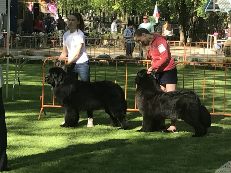 Фото: ньюфаундленд Акватория Келвин Навигатор (Aquatoriya Kelvin Navigator), ньюфаундленд Лаура с Берега Дона (Laura s Berega Dona)