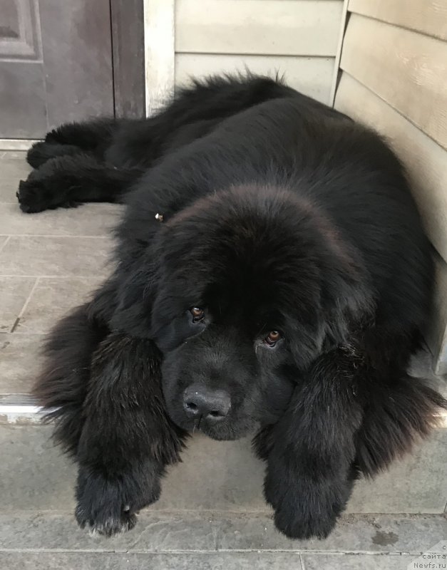 Фото: ньюфаундленд Акватория Келвин Навигатор (Aquatoriya Kelvin Navigator)