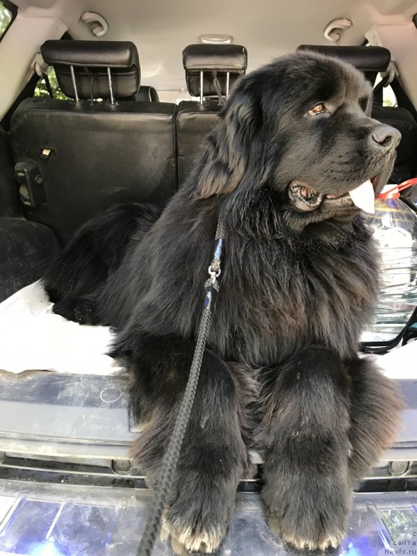 Фото: ньюфаундленд Акватория Келвин Навигатор (Aquatoriya Kelvin Navigator)