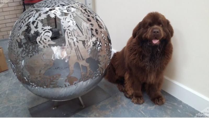 Фото: ньюфаундленд Нобл Кинг Май Лорд Симба