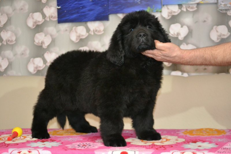 Фото: ньюфаундленд Николь Яркая Звезда (Nikol Yarkaya Zvezda)