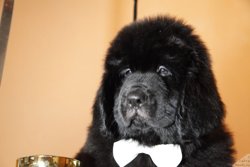 Фото: ньюфаундленд Перл оф Сиа Дипс Жизель