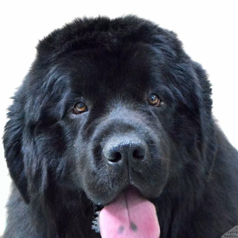 Фото: ньюфаундленд Жгучий Брюнет