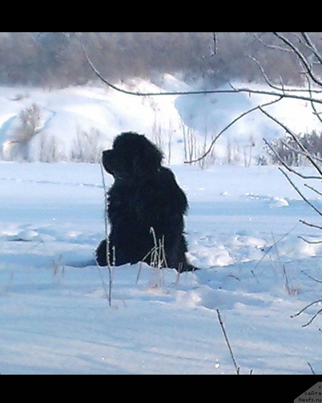 Фото: ньюфаундленд Жгучий Брюнет