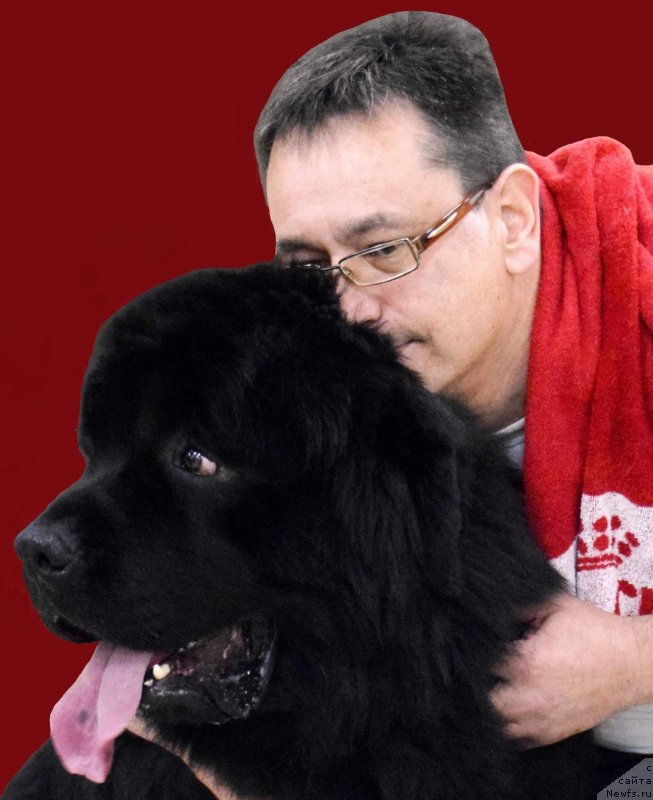 Фото: ньюфаундленд Жгучий Брюнет